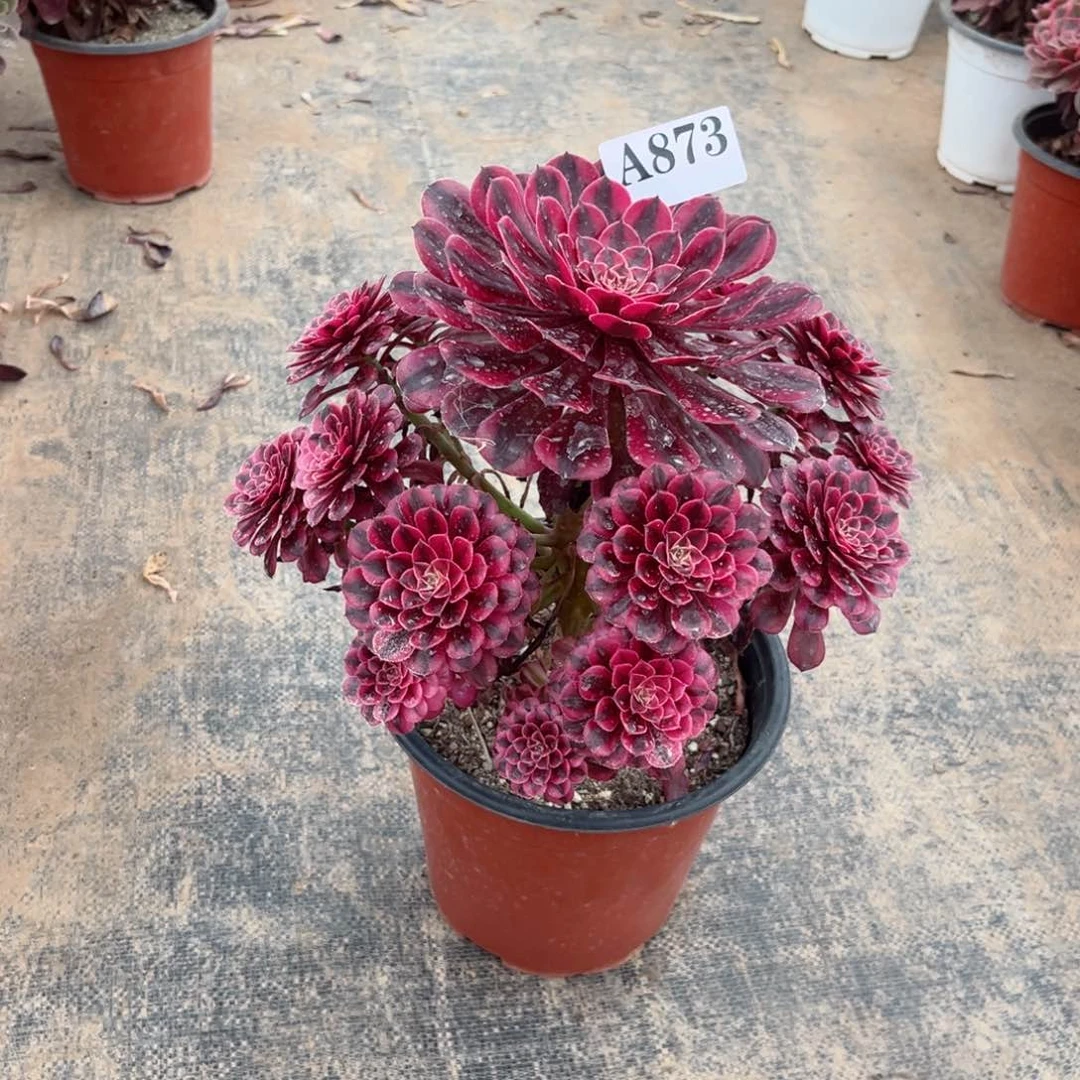 依***贝嫩桩黑铜白873多肉植物