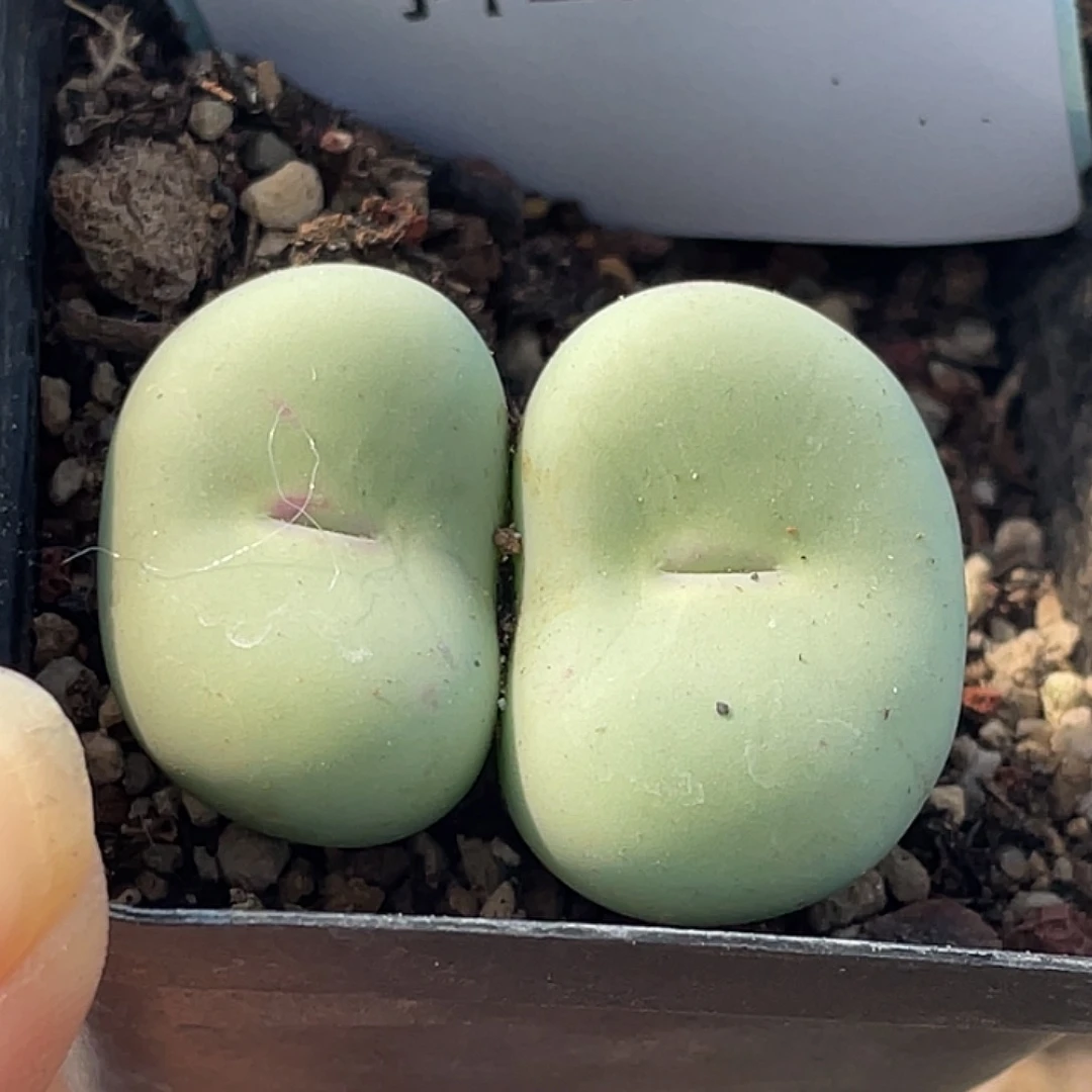 25-31嘴多肉植物肉锥