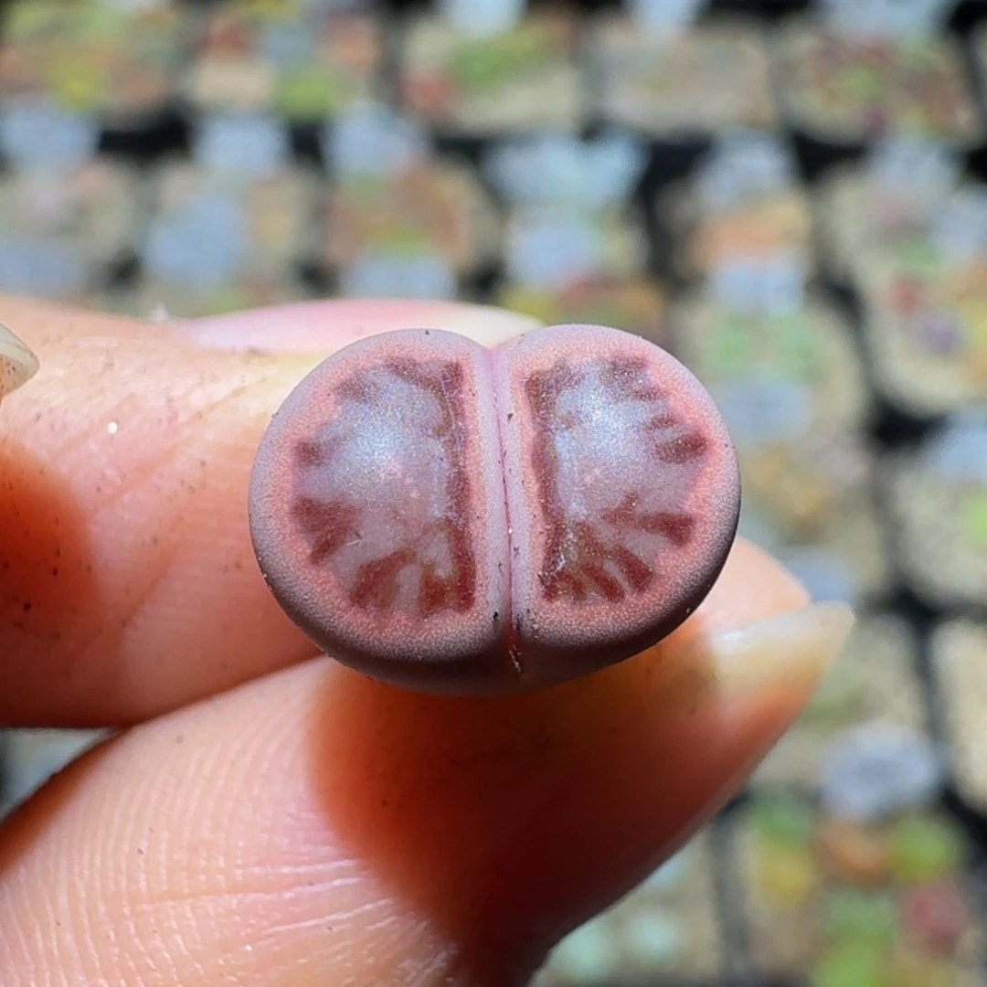 Ssss精品生石花676紫菊