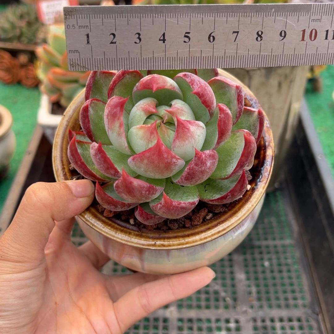 表妹精品多肉植物697.