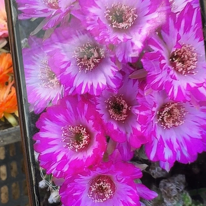 妖碟侧芽3公分左右丽花