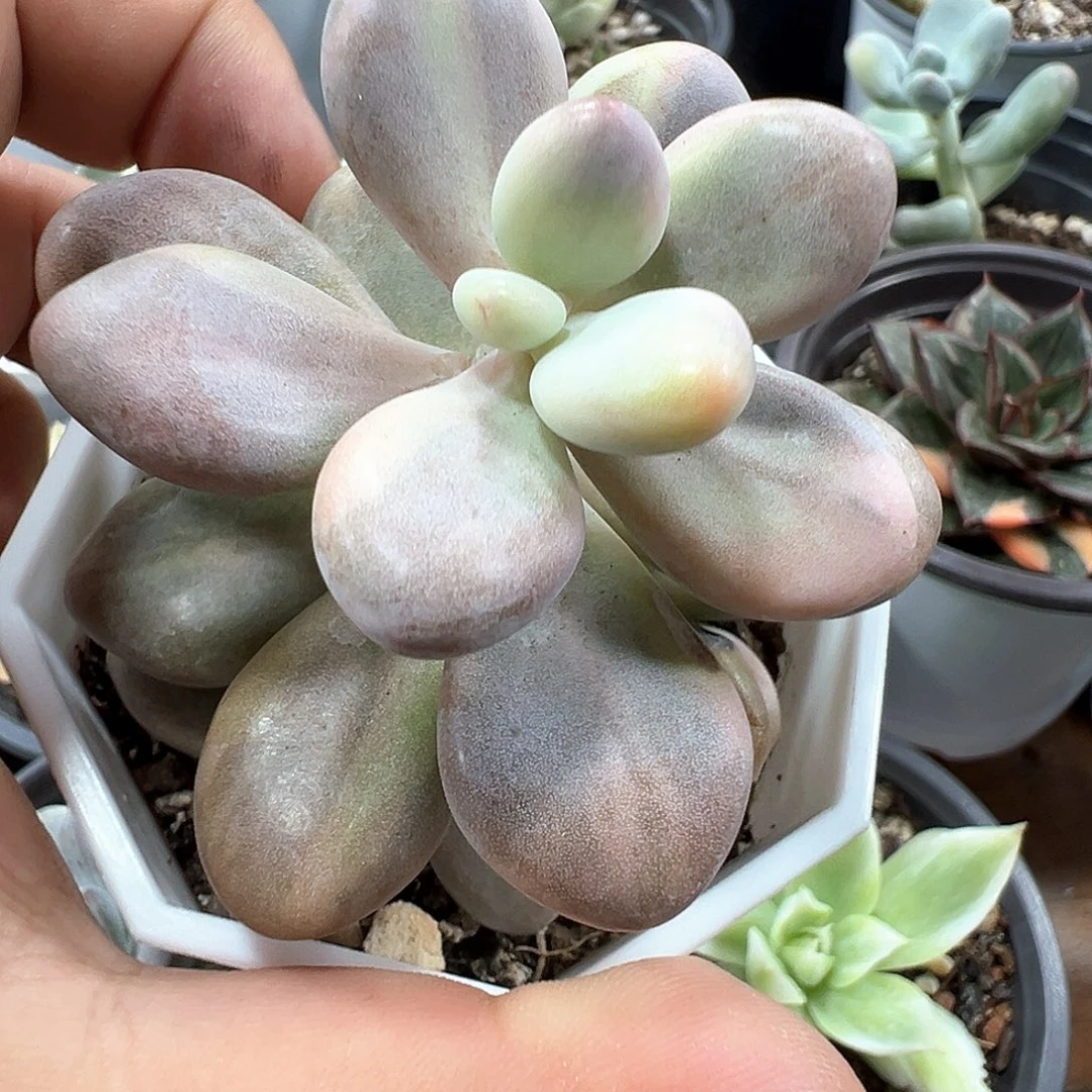 桃蛋锦 小方花圃一物一拍