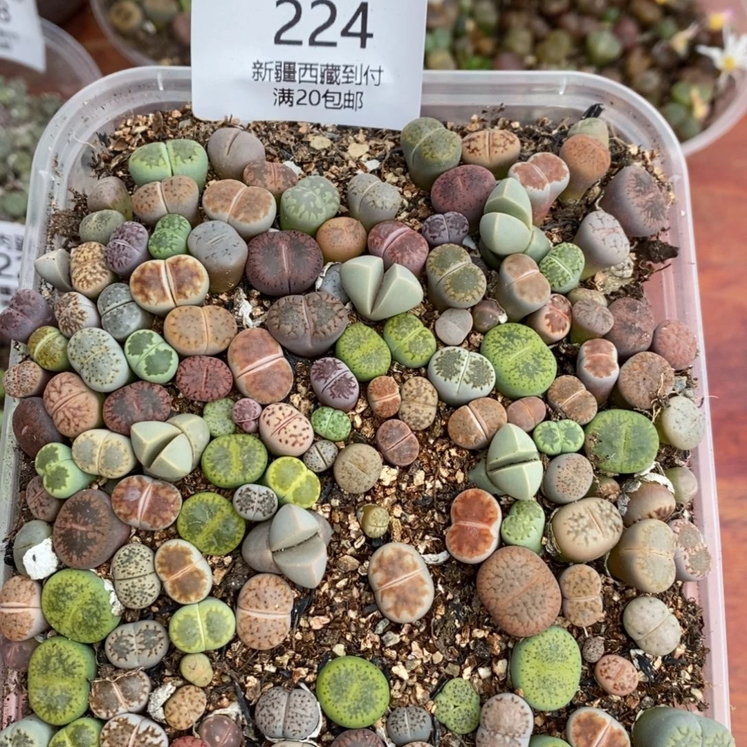 感谢您的支持，00224