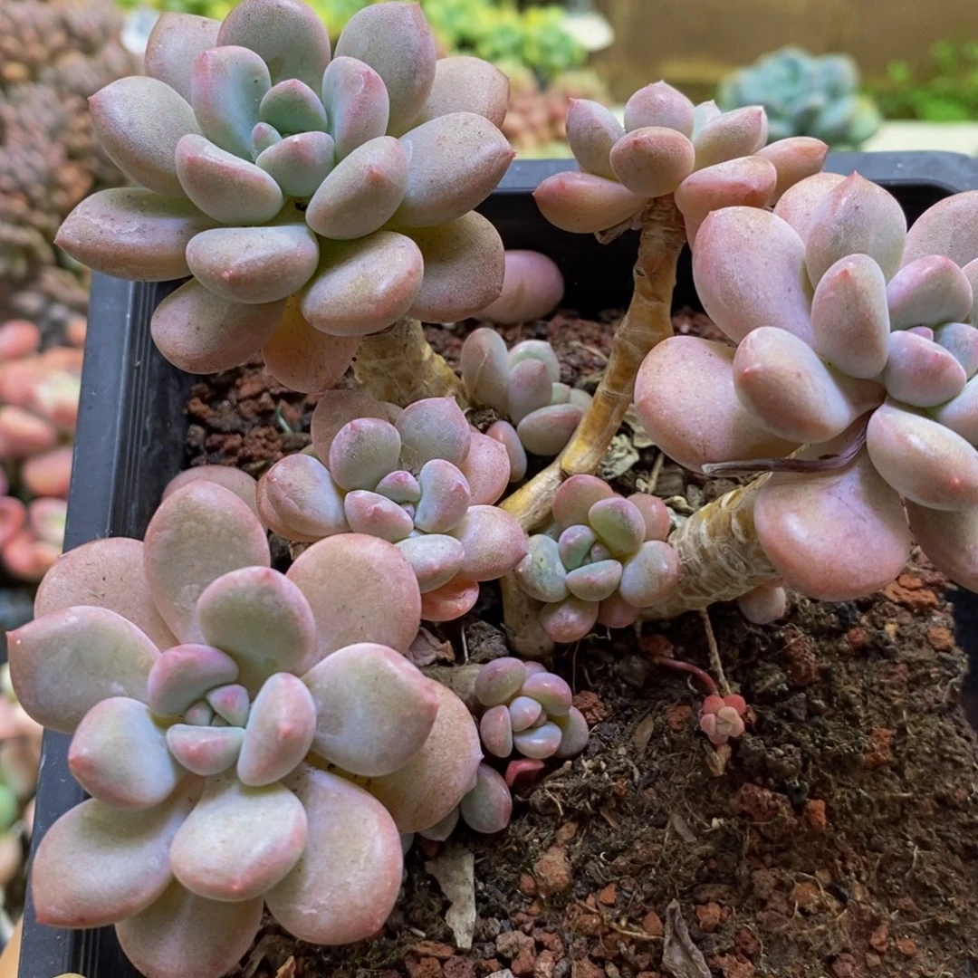 639白鹭10cm多肉植物