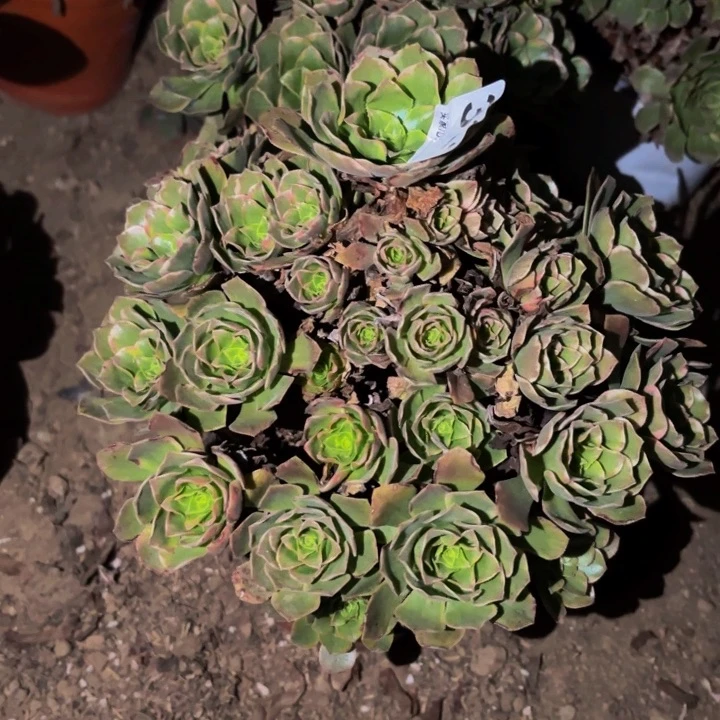 336知夏多肉植物不售后