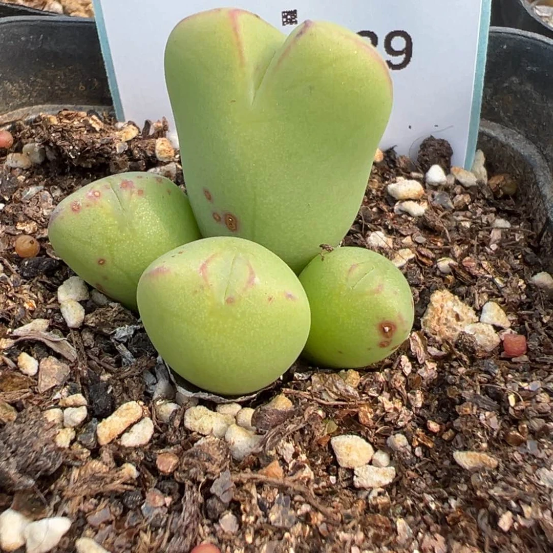 6-39肉锥多肉植物