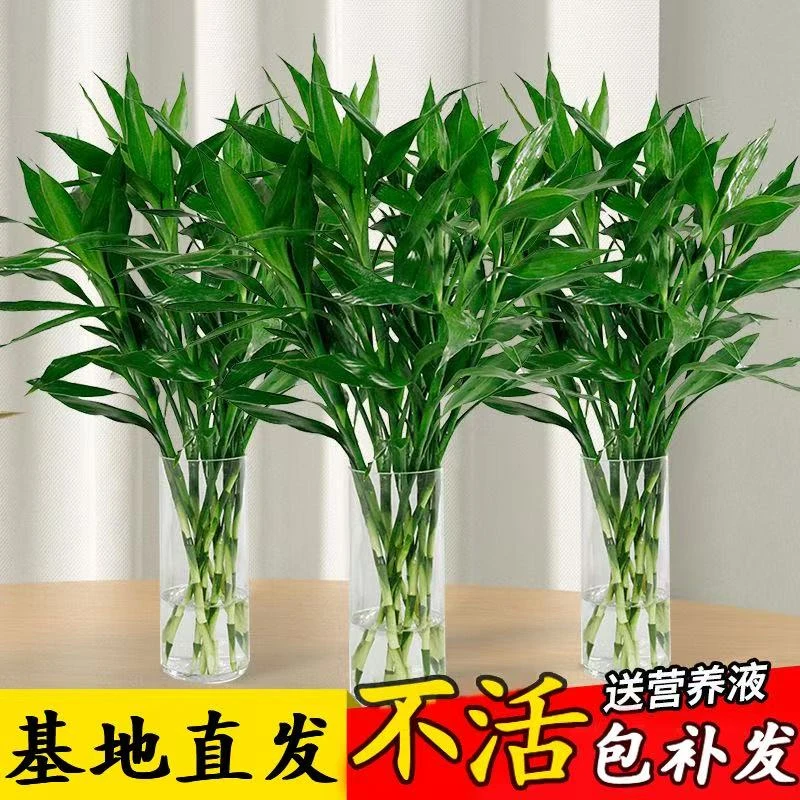 【精品70一80CM】富贵竹水培养盆栽办公室客厅专用净化空气室内绿植