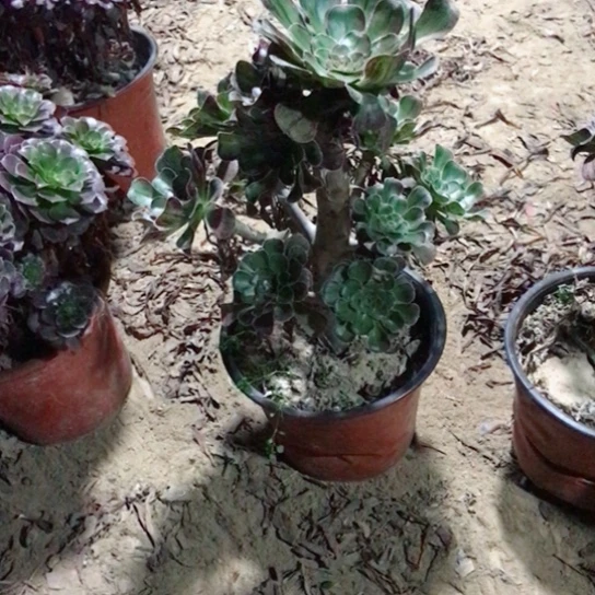冰***姐拉丝锦法师多肉植物49