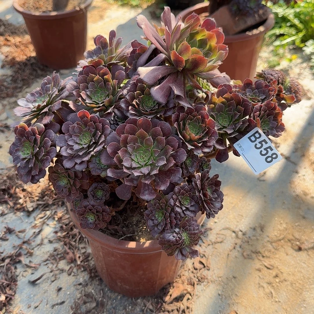 558铜壶朵朵一颗呀呀