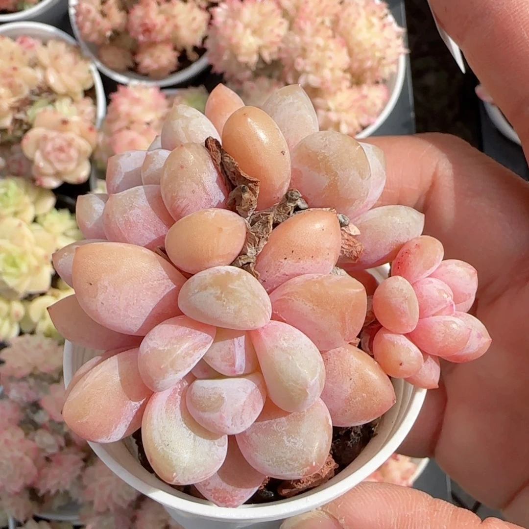 【闪购商品】0118-88