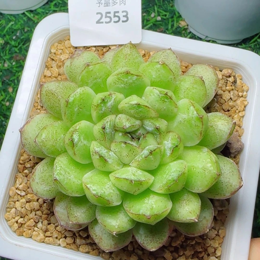 赤水晶，2553多肉植物