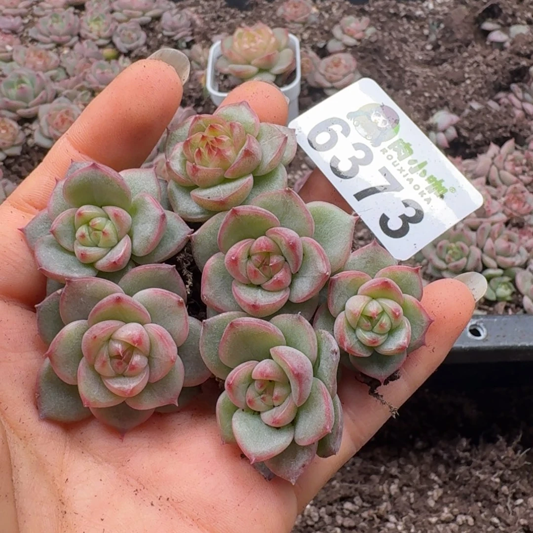 多肉植物多肉植物