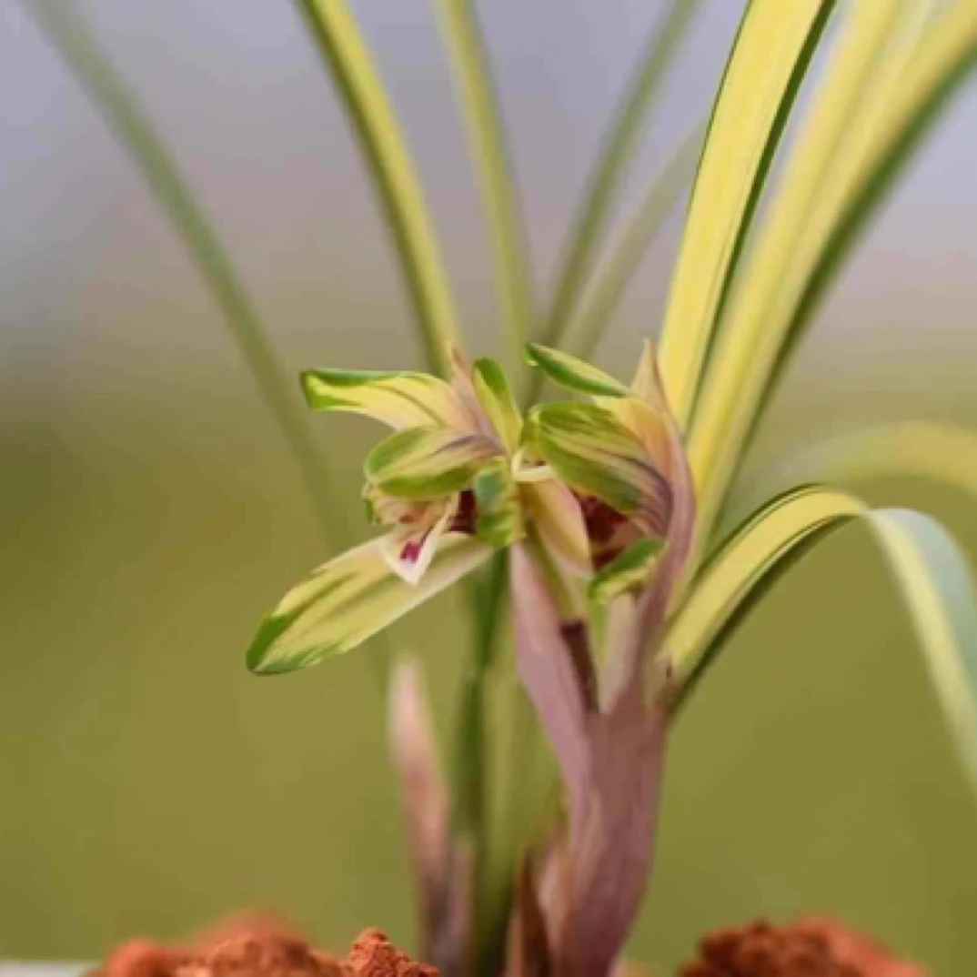 春兰艺草（金泉）三苗草特壮 脱盆裸根发货