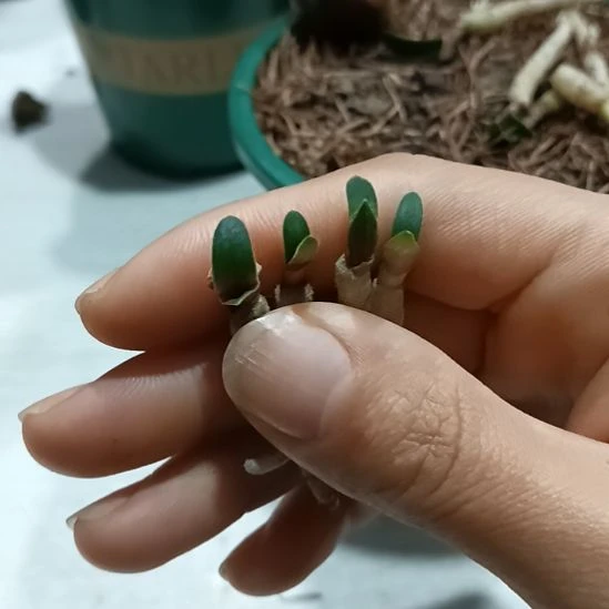 无花朵特色花卉君子兰小苗