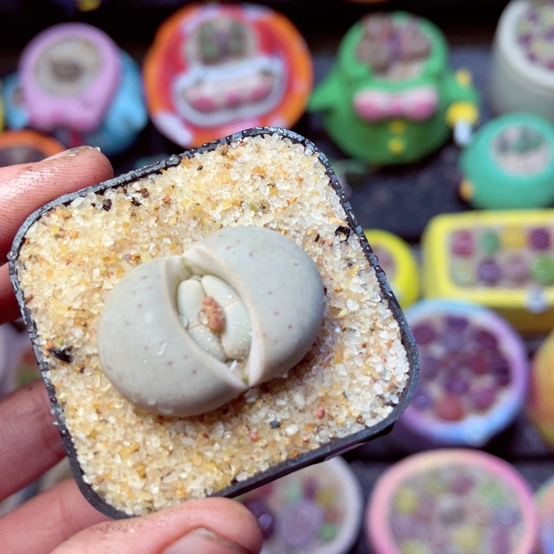 677生石花带盆发