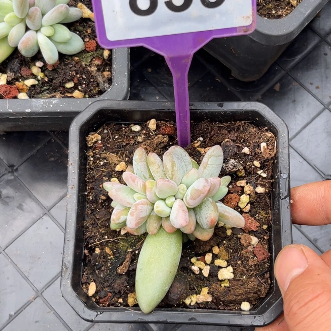 多肉植物群鹅群839