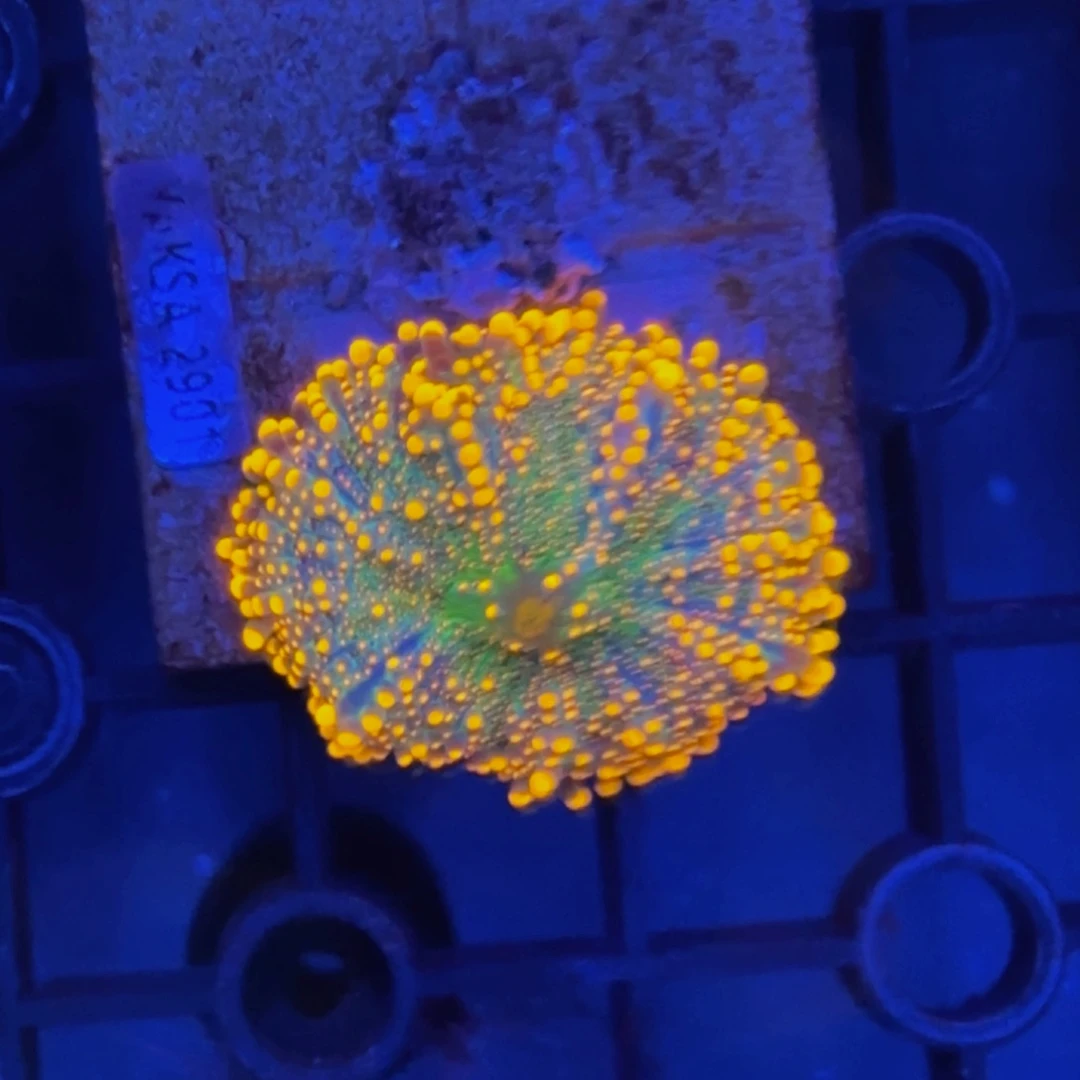 纽扣珊瑚东帝汶yuma