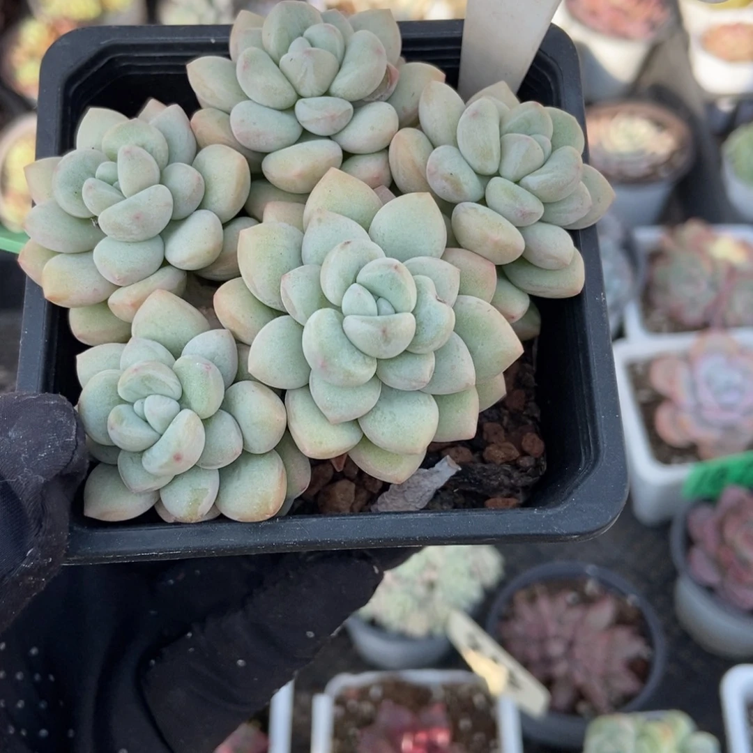 961泡泡糖多肉植物
