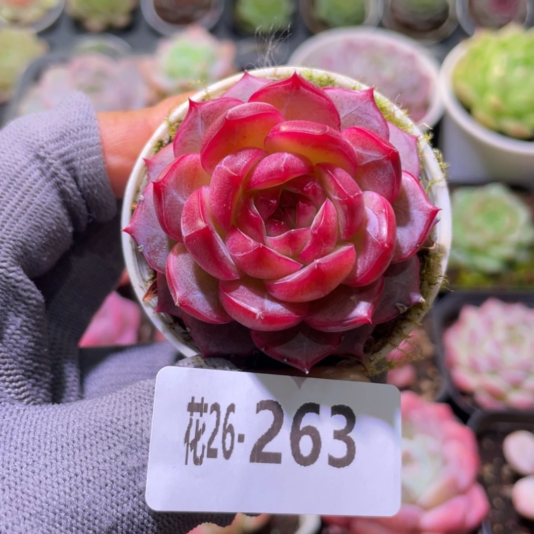 花利美26-263糖心新品