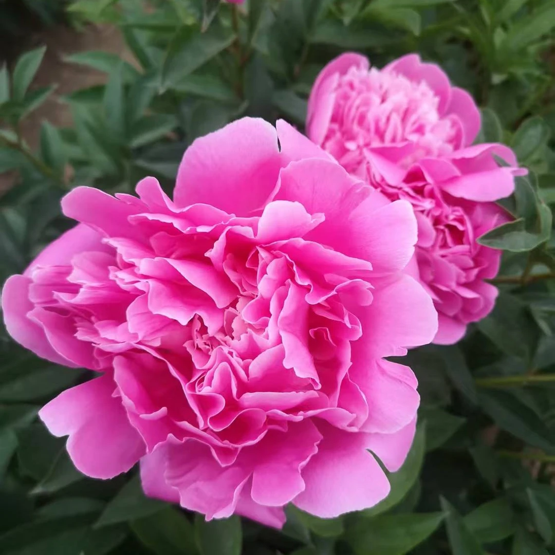 【哈特】芍瀚花卉精选A级芍药鲜切花山东菏泽基地芍药花直发