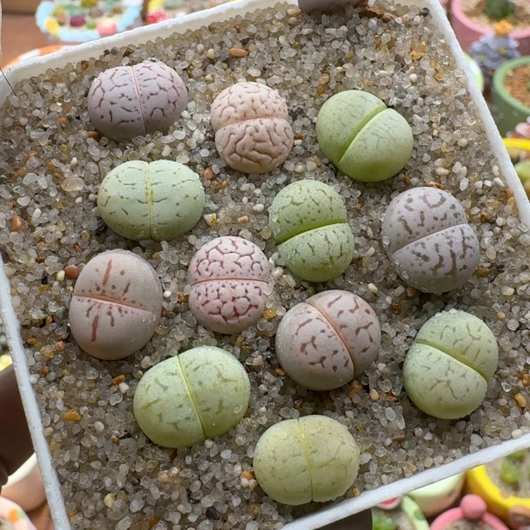 1216-03彩色大白套装