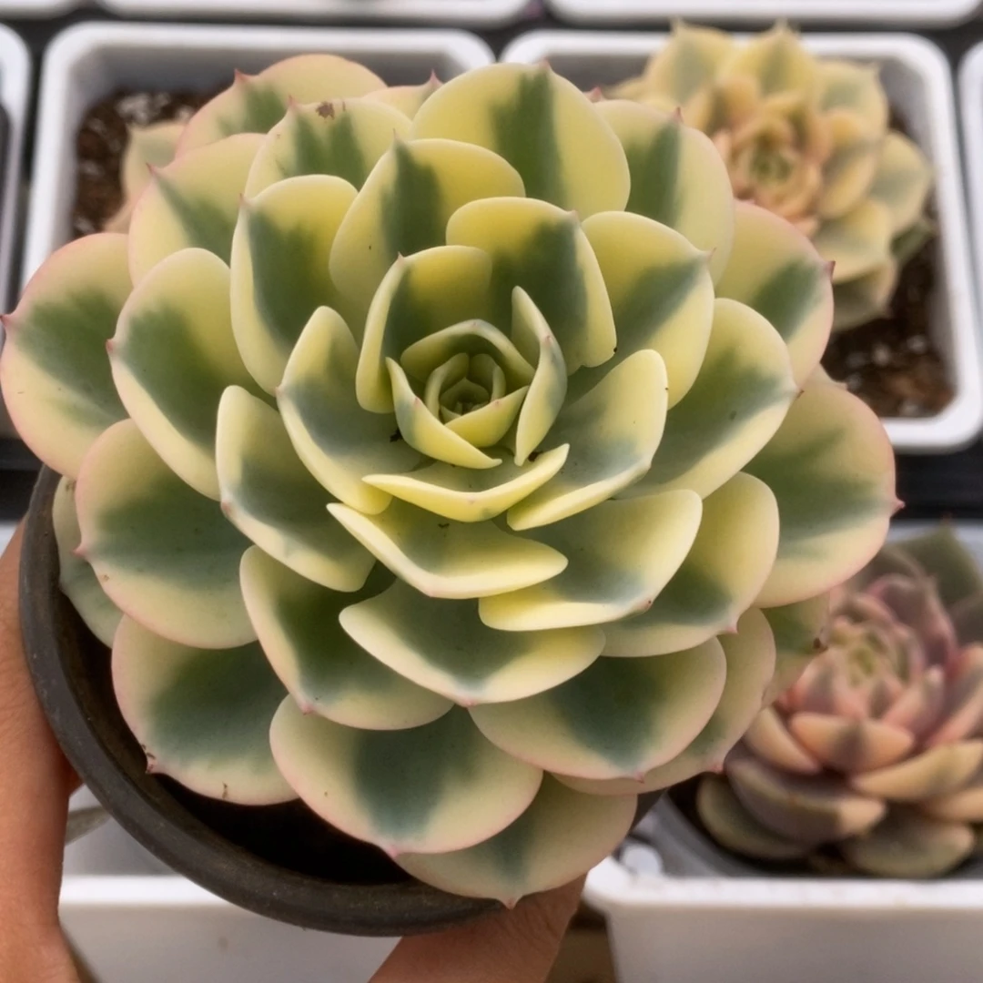 105玉蝶锦锦锦锦锦锦锦锦
