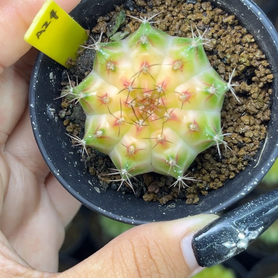 A24 泰系轮回 带盆土发货