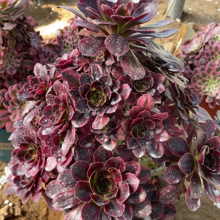 无花朵409多肉植物香奶奶