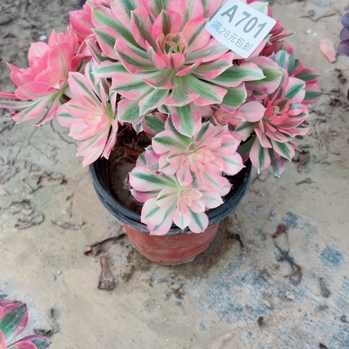 701女巫多肉植物