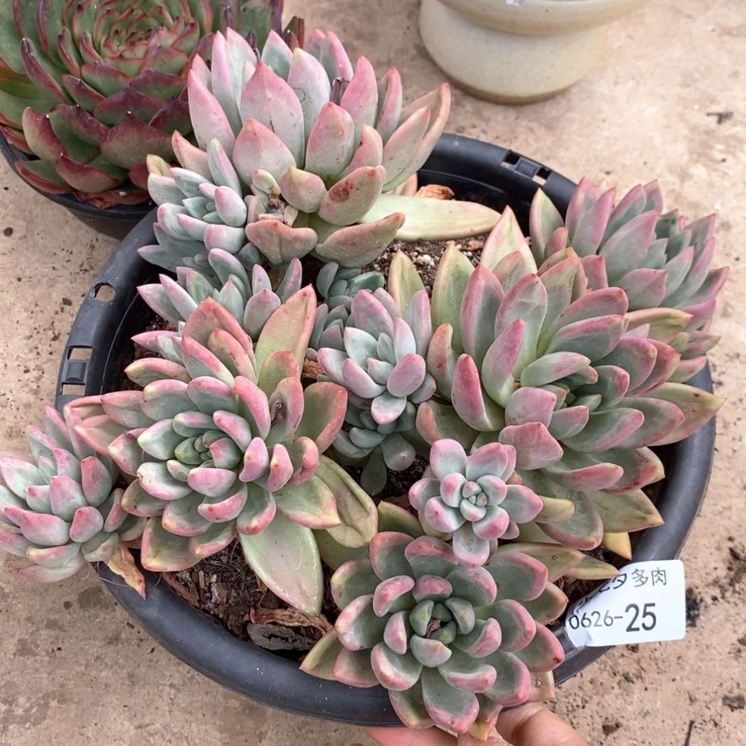 小七夕多肉仙贝25