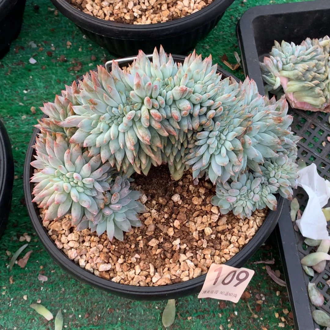 109橙子缀化多肉植物