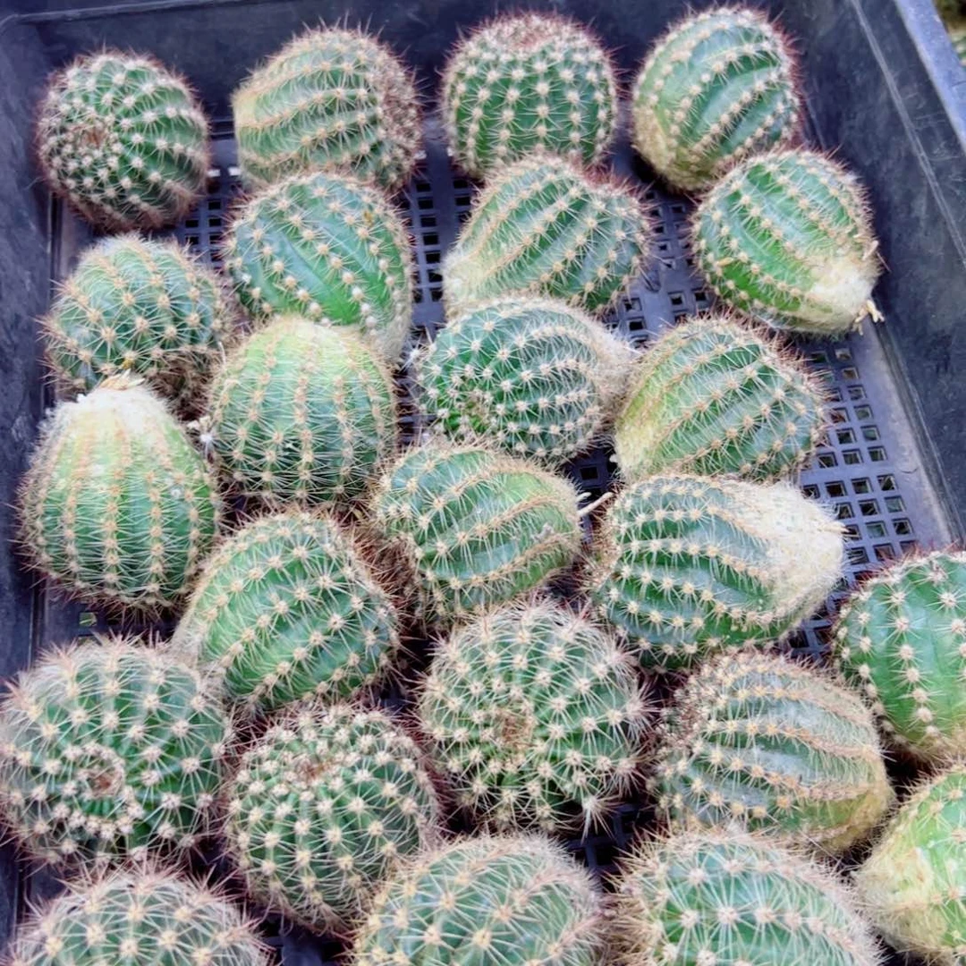 下75无名彩草歪无根侧芽4公分左右20包邮