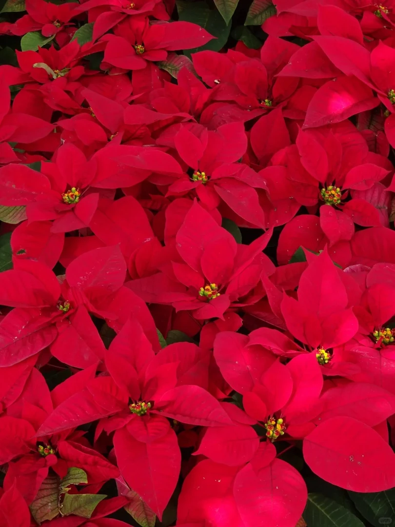 【一品红】会掉花掉叶介意不要拍庭院阳台地栽盆室内室外