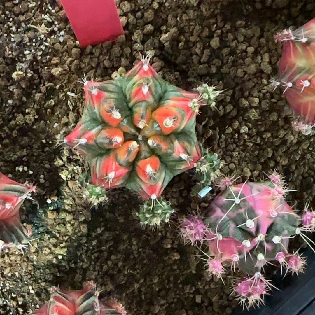 L558-1221泰国发货 t3