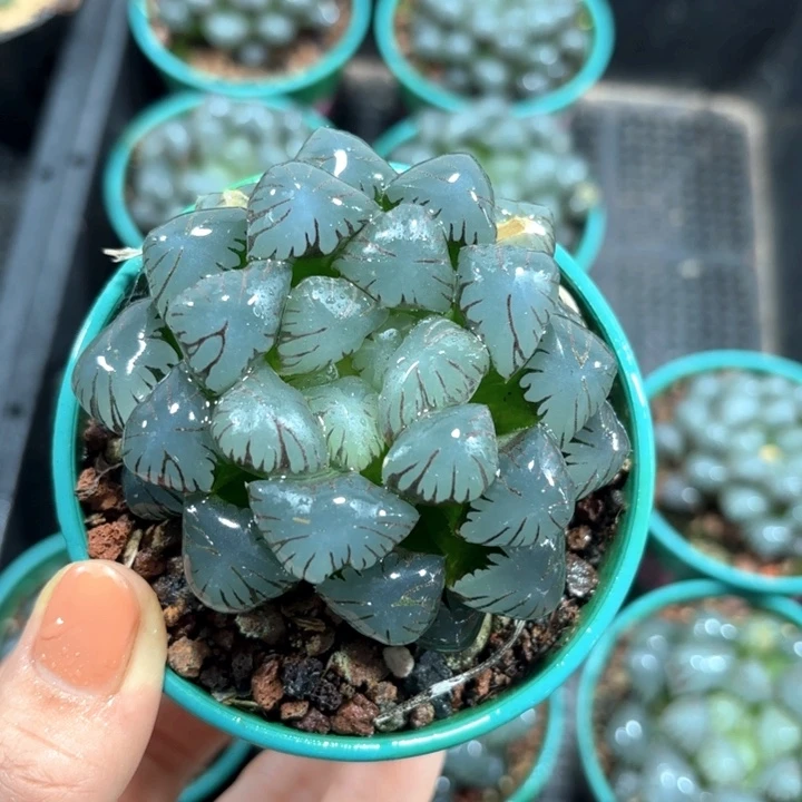 大窗潘氏冰灯多肉植物