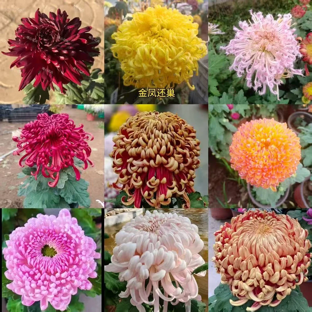 [大花富贵菊]九月菊花苗大型花好养护简单耐寒耐旱