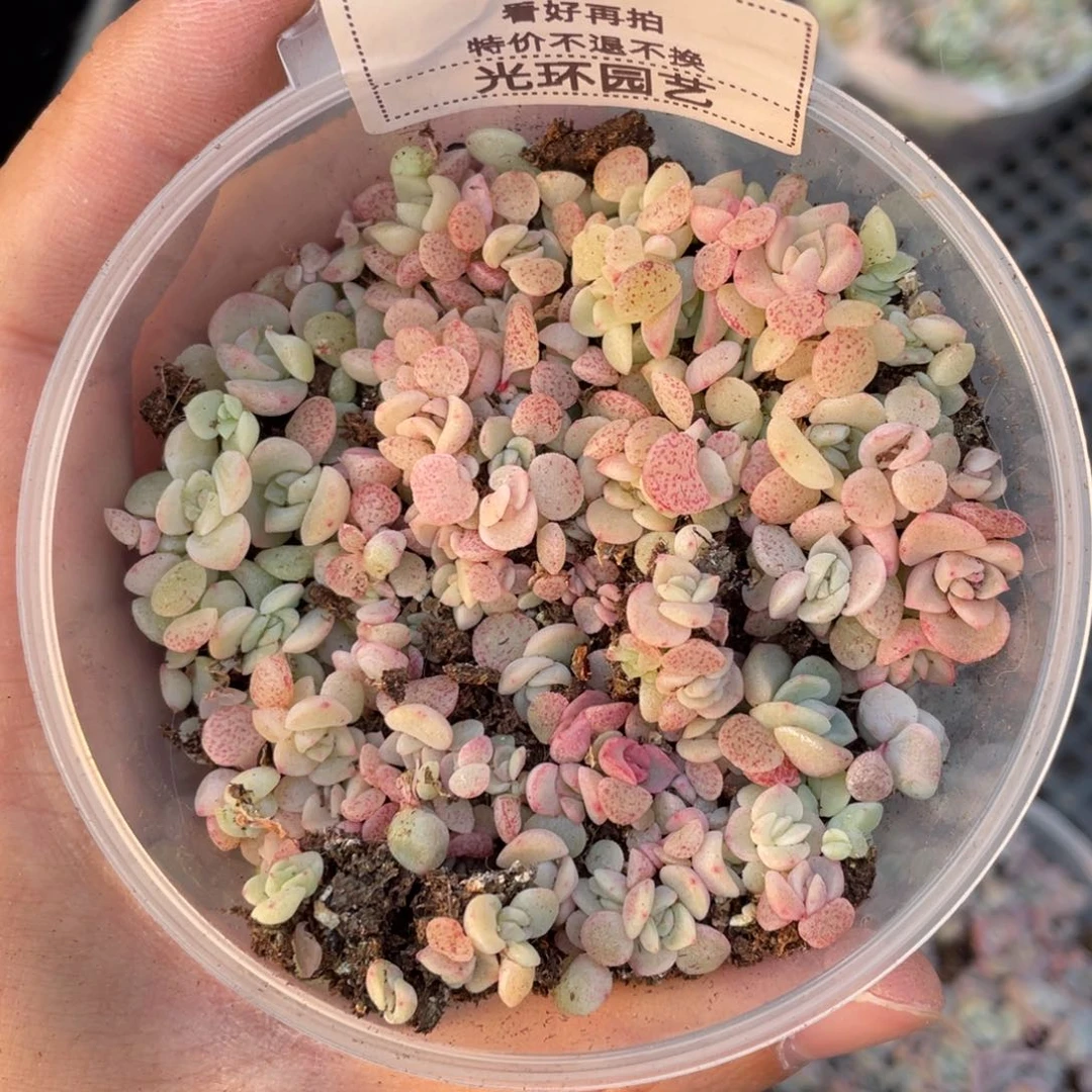 C71吉禄播种切糕苗苗，白吉杂