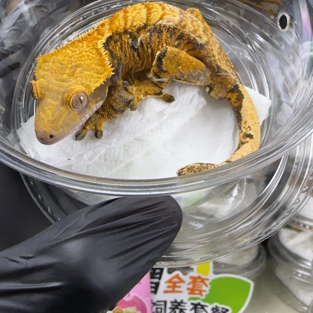游***缰睫角守宫橙纹超级三色