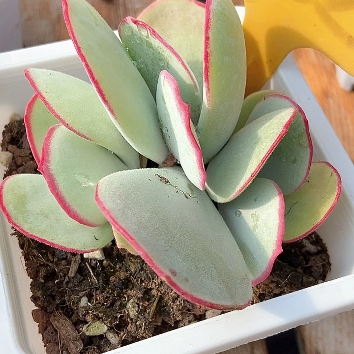 多肉植物白眉532