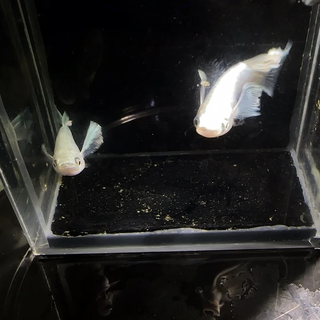 青鳉鱼观背青鱂一物一拍119
