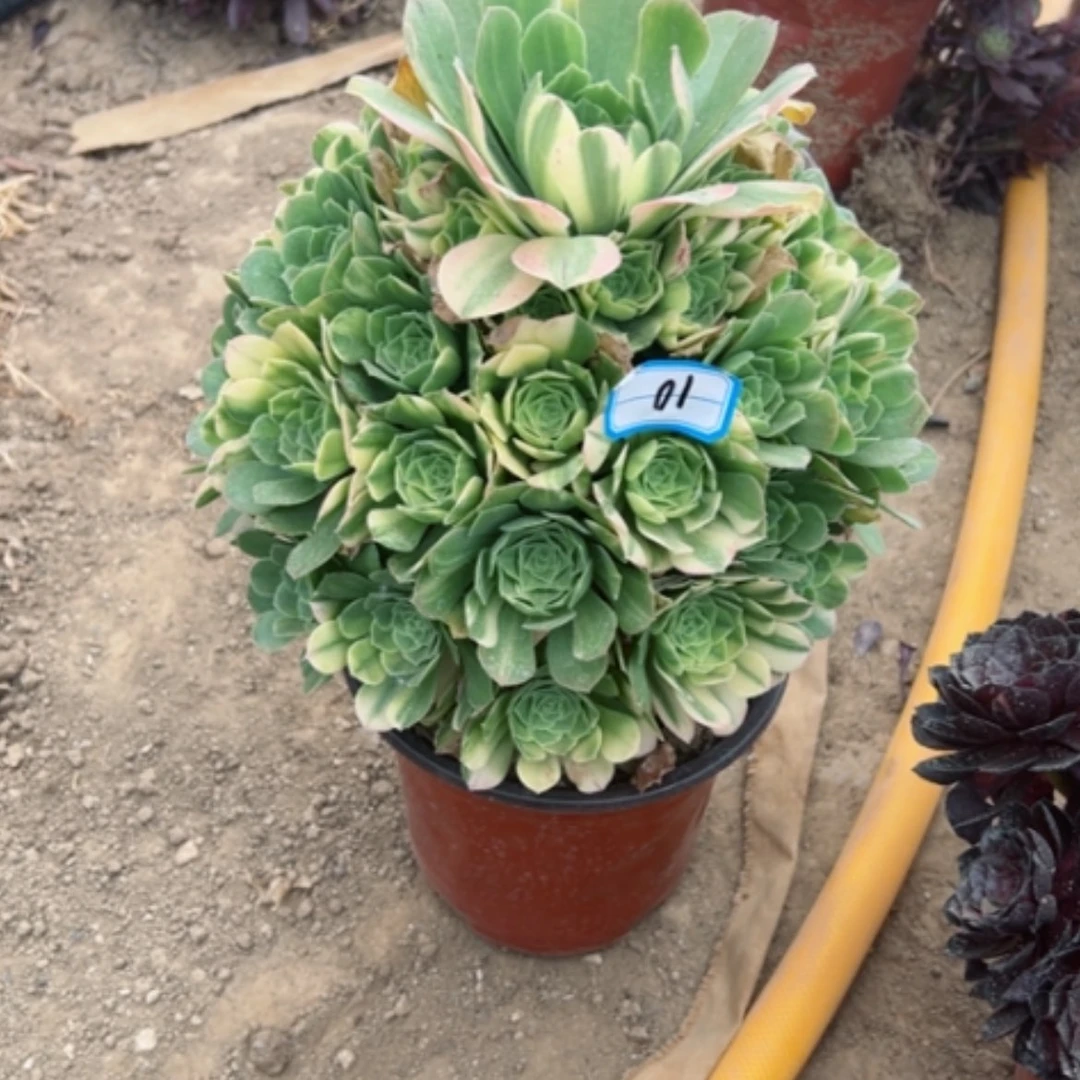 【闪购商品】多肉植物五彩10