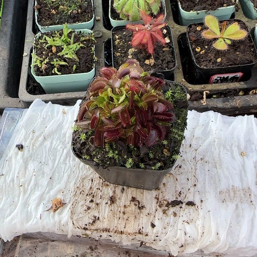 完全开放红色食人鱼