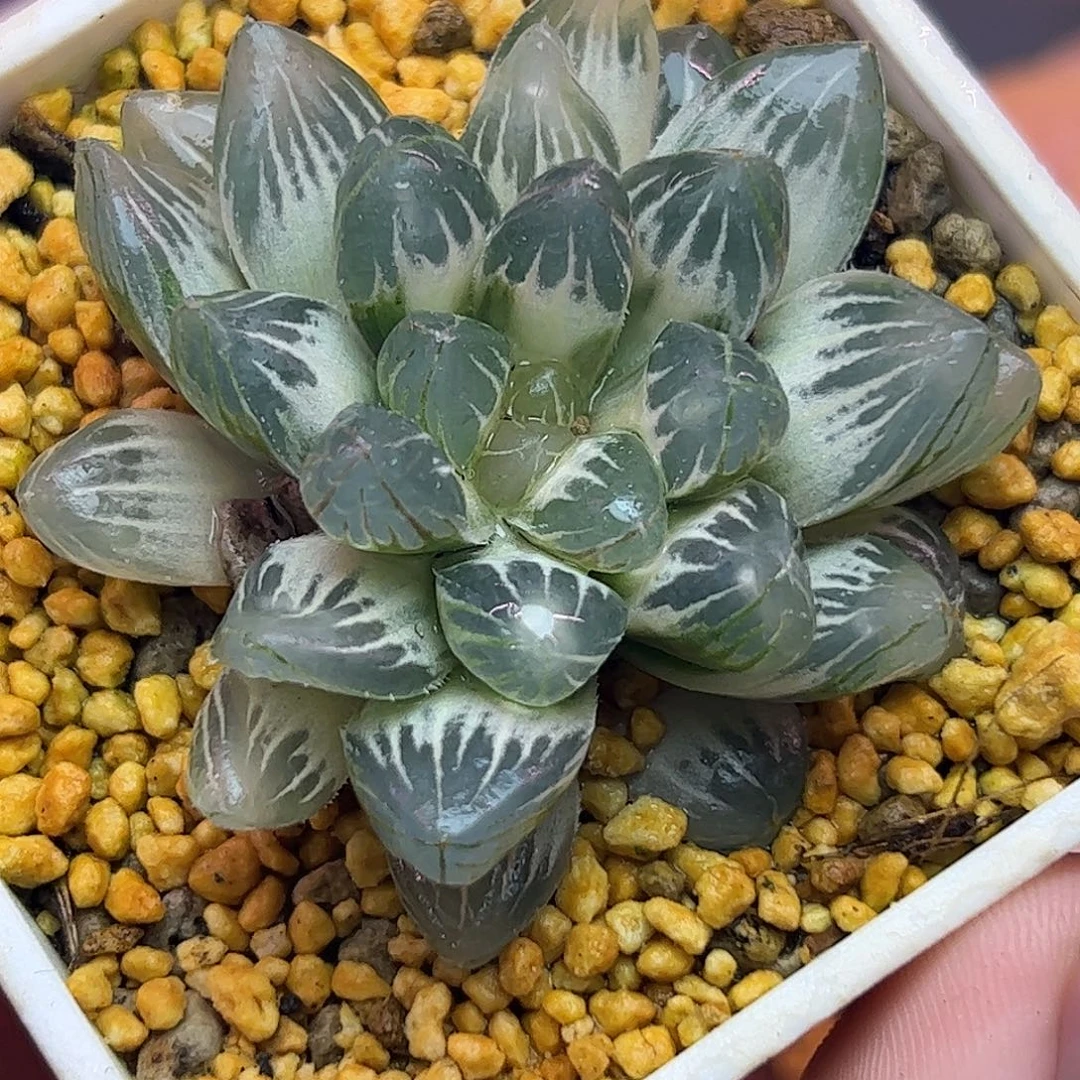 糊斑霓虹灯锦五公分➕