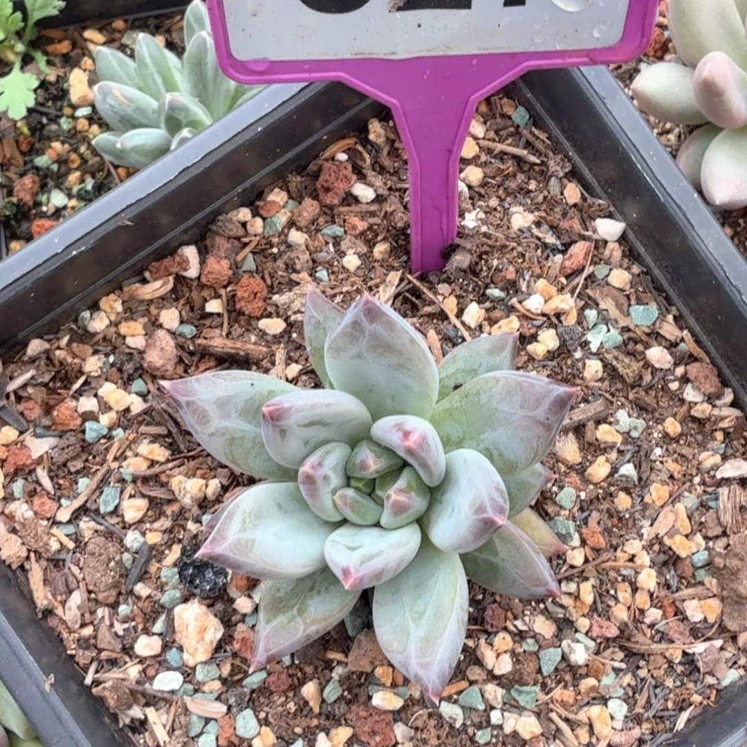 静***听优选美人多肉植物827