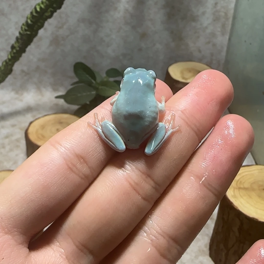 老爷树蛙1 小素蓝一只