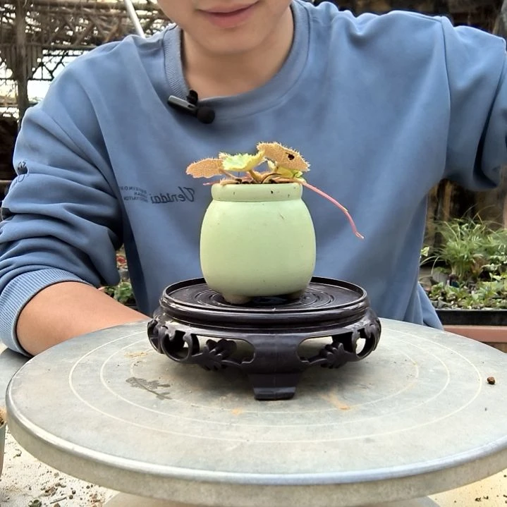 恒**窗小盆景小植物一物一拍134