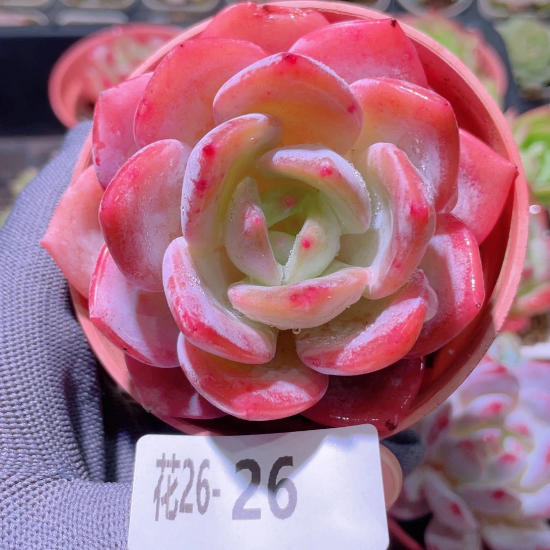 花利美26-26白月梦露