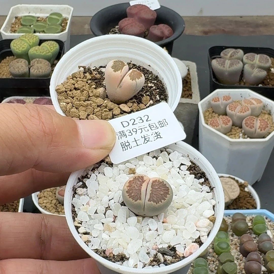 罗***麦232多肉哈哈哈哈哈哈哈