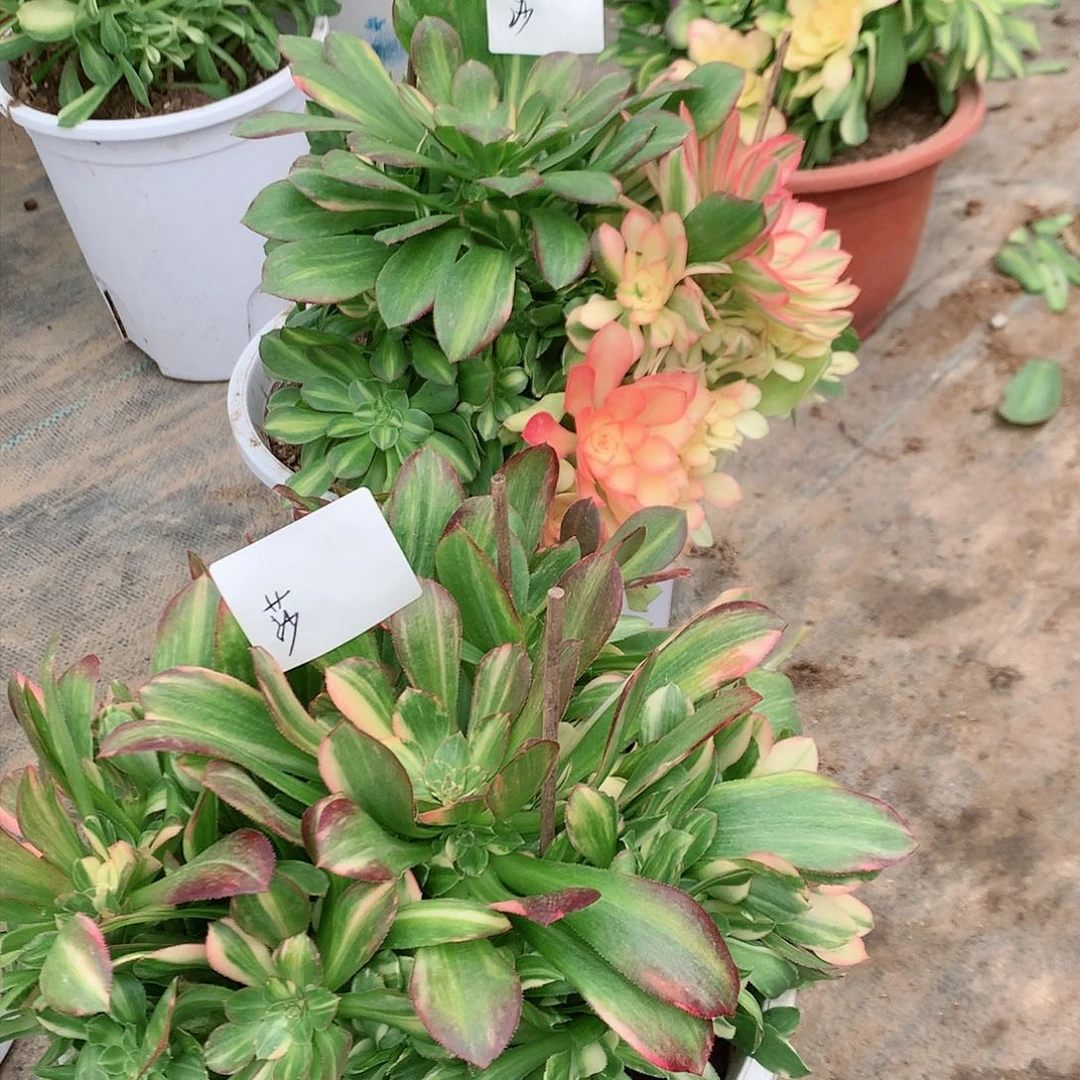 【闪购商品】流*七彩，多肉