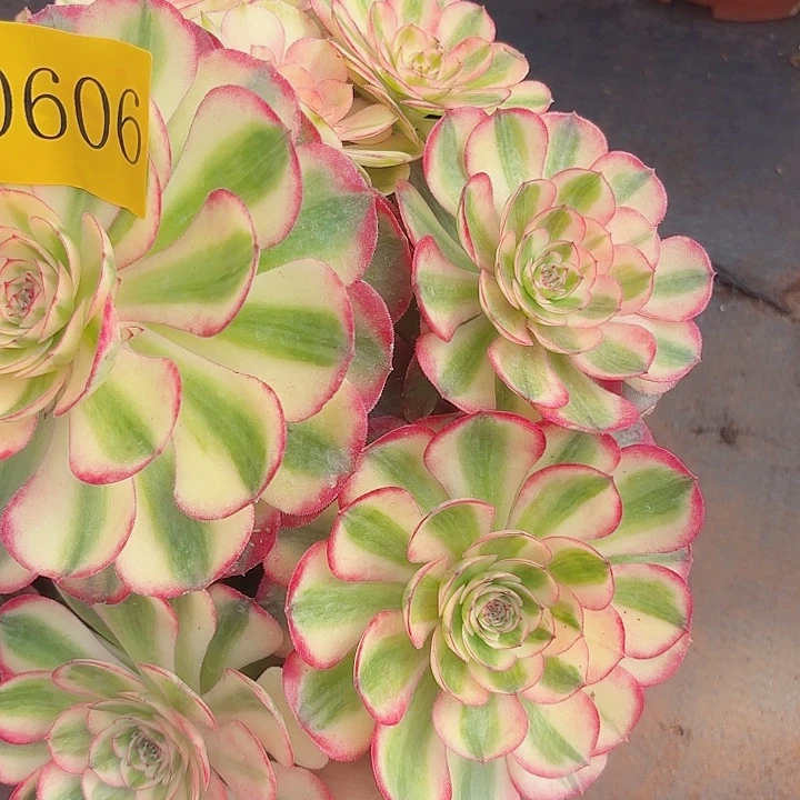 多肉植物荔枝0606